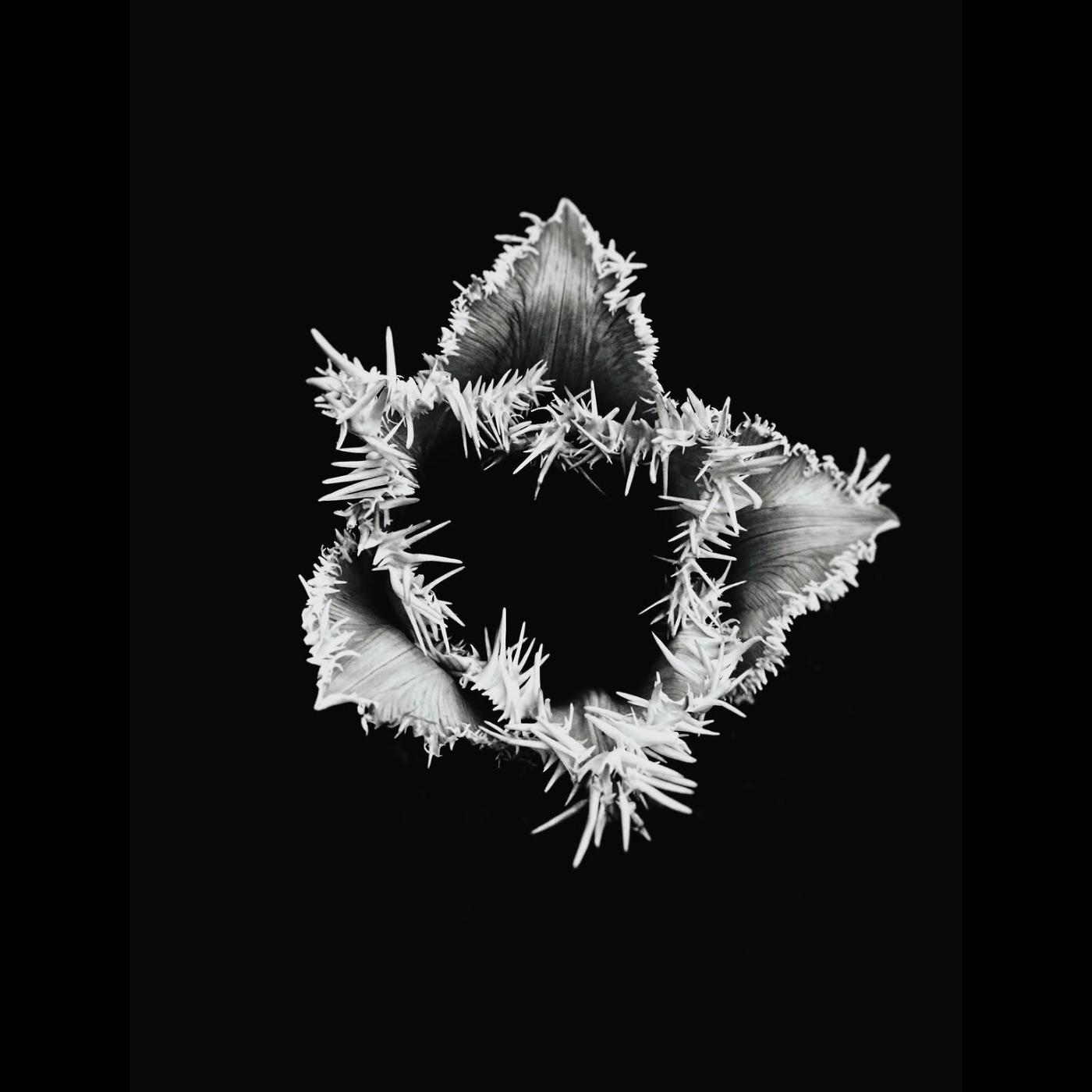 Ø